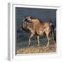 Close-up of wildebeest, aka Gnu. Camelthorn Lodge. Hwange National Park. Zimbabwe.-Tom Norring-Framed Photographic Print