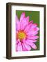 Close-Up of Wildflower with Dew Drops-Craig Tuttle-Framed Photographic Print