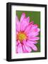 Close-Up of Wildflower with Dew Drops-Craig Tuttle-Framed Photographic Print