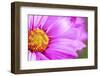 Close-Up of Wildflower-Craig Tuttle-Framed Photographic Print