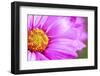 Close-Up of Wildflower-Craig Tuttle-Framed Photographic Print
