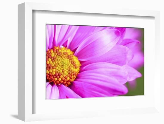 Close-Up of Wildflower-Craig Tuttle-Framed Photographic Print