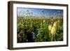 Close-Up of Wildflowers, Mount Rainier National Park, Washington State, USA-null-Framed Photographic Print