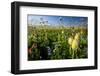 Close-Up of Wildflowers, Mount Rainier National Park, Washington State, USA-null-Framed Photographic Print