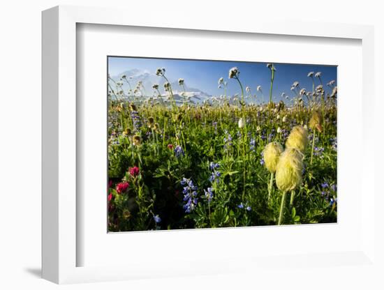 Close-Up of Wildflowers, Mount Rainier National Park, Washington State, USA-null-Framed Photographic Print