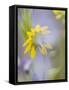 Close-up of Wildflowers-Ellen Anon-Framed Stretched Canvas