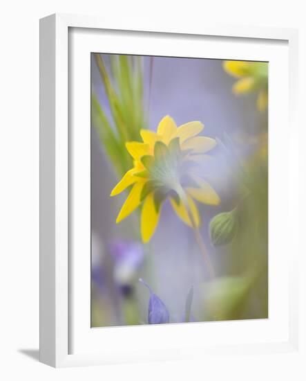 Close-up of Wildflowers-Ellen Anon-Framed Photographic Print