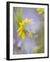 Close-up of Wildflowers-Ellen Anon-Framed Photographic Print