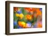 Close-Up of Wildflowers-Craig Tuttle-Framed Photographic Print