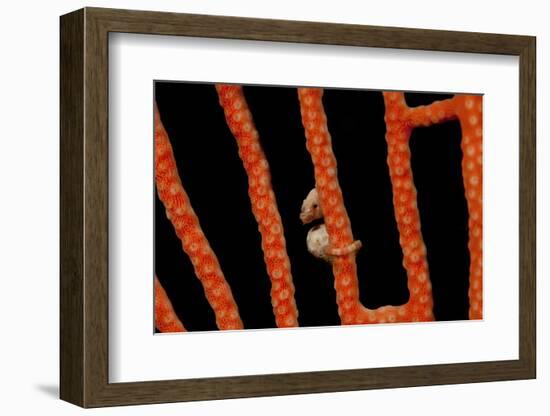 Close-Up of World's Smallest Seahorse, Raja Ampat, Papua, Indonesia-Jaynes Gallery-Framed Photographic Print