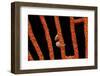 Close-Up of World's Smallest Seahorse, Raja Ampat, Papua, Indonesia-Jaynes Gallery-Framed Photographic Print