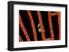 Close-Up of World's Smallest Seahorse, Raja Ampat, Papua, Indonesia-Jaynes Gallery-Framed Photographic Print