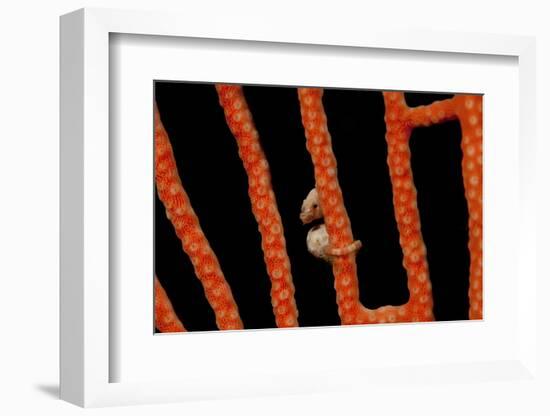 Close-Up of World's Smallest Seahorse, Raja Ampat, Papua, Indonesia-Jaynes Gallery-Framed Photographic Print