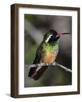 Close-up of Xantus's hummingbird (Basilinna xantusii), Baja California Sur, Mexico-Panoramic Images-Framed Photographic Print