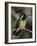 Close-up of Xantus's hummingbird (Basilinna xantusii), Baja California Sur, Mexico-Panoramic Images-Framed Photographic Print