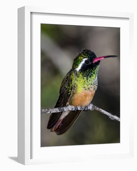 Close-up of Xantus's hummingbird (Basilinna xantusii), Baja California Sur, Mexico-Panoramic Images-Framed Photographic Print