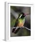 Close-up of Xantus's hummingbird (Basilinna xantusii), Baja California Sur, Mexico-Panoramic Images-Framed Photographic Print