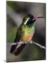 Close-up of Xantus's hummingbird (Basilinna xantusii), Baja California Sur, Mexico-Panoramic Images-Mounted Photographic Print