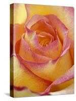 Close-up of Yellow and Orange Rose-Adam Jones-Stretched Canvas