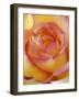 Close-up of Yellow and Orange Rose-Adam Jones-Framed Photographic Print