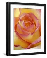 Close-up of Yellow and Orange Rose-Adam Jones-Framed Photographic Print