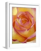 Close-up of Yellow and Orange Rose-Adam Jones-Framed Photographic Print