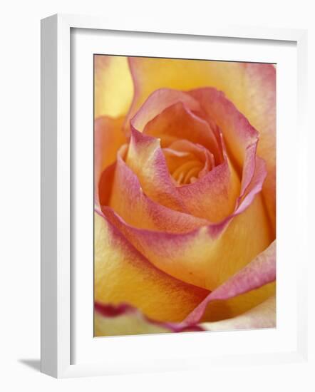 Close-up of Yellow and Orange Rose-Adam Jones-Framed Photographic Print