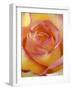 Close-up of Yellow and Orange Rose-Adam Jones-Framed Photographic Print