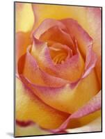Close-up of Yellow and Orange Rose-Adam Jones-Mounted Photographic Print