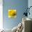 Close-up of yellow flower.-George and Marilu Theodore-Photographic Print displayed on a wall