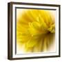 Close-up of yellow flower.-George and Marilu Theodore-Framed Photographic Print