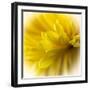 Close-up of yellow flower.-George and Marilu Theodore-Framed Photographic Print