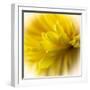 Close-up of yellow flower.-George and Marilu Theodore-Framed Photographic Print