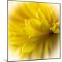 Close-up of yellow flower.-George and Marilu Theodore-Mounted Photographic Print