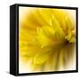 Close-up of yellow flower.-George and Marilu Theodore-Framed Stretched Canvas