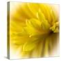 Close-up of yellow flower.-George and Marilu Theodore-Stretched Canvas