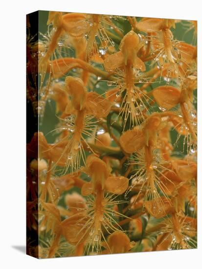 Close-up of Yellow Fringed Orchid with Dew in Summertime, Michigan, USA-Mark Carlson-Stretched Canvas