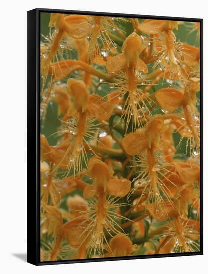 Close-up of Yellow Fringed Orchid with Dew in Summertime, Michigan, USA-Mark Carlson-Framed Stretched Canvas