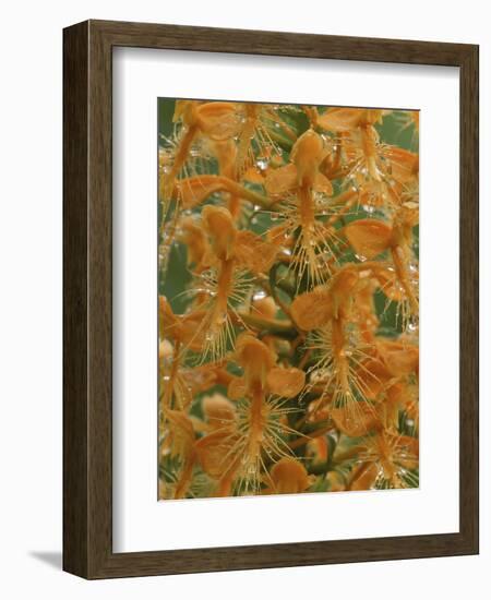 Close-up of Yellow Fringed Orchid with Dew in Summertime, Michigan, USA-Mark Carlson-Framed Photographic Print