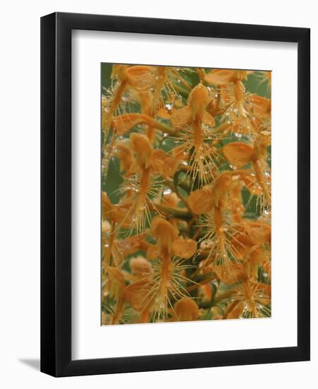 Close-up of Yellow Fringed Orchid with Dew in Summertime, Michigan, USA-Mark Carlson-Framed Photographic Print