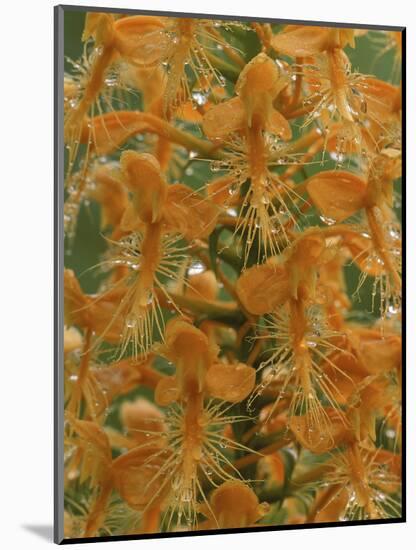 Close-up of Yellow Fringed Orchid with Dew in Summertime, Michigan, USA-Mark Carlson-Mounted Photographic Print