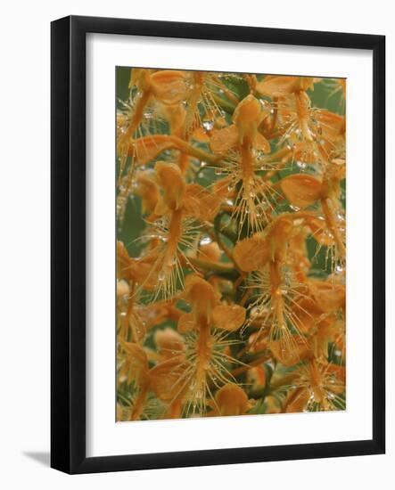 Close-up of Yellow Fringed Orchid with Dew in Summertime, Michigan, USA-Mark Carlson-Framed Photographic Print