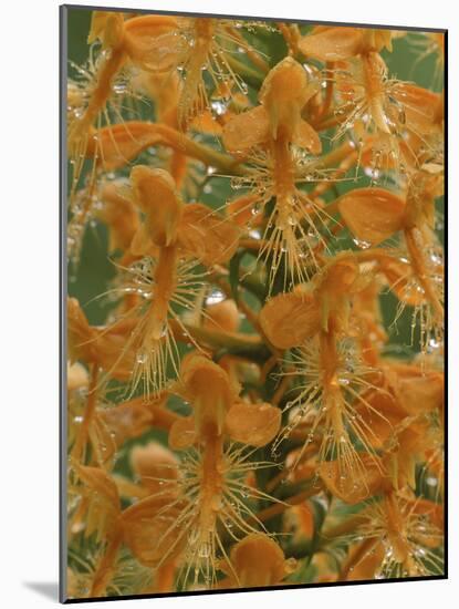 Close-up of Yellow Fringed Orchid with Dew in Summertime, Michigan, USA-Mark Carlson-Mounted Photographic Print