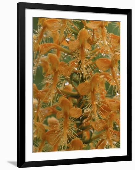 Close-up of Yellow Fringed Orchid with Dew in Summertime, Michigan, USA-Mark Carlson-Framed Photographic Print