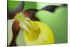 Close Up of Yellow Lady's Slipper Orchid {Cypripedium Calceolus} Sweden-Widstrand-Stretched Canvas