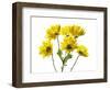 Close-up of yellow mums flowers against white background-Panoramic Images-Framed Photographic Print