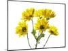 Close-up of yellow mums flowers against white background-Panoramic Images-Mounted Photographic Print