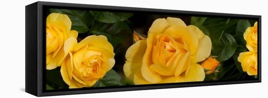 Close-Up of Yellow Roses of Texas-null-Framed Stretched Canvas