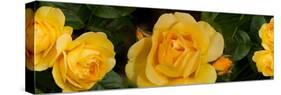 Close-Up of Yellow Roses of Texas-null-Stretched Canvas