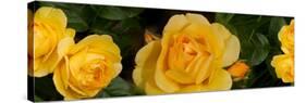 Close-Up of Yellow Roses of Texas-null-Stretched Canvas
